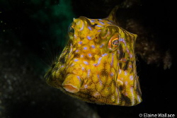 Cow fish in Komodo by Elaine Wallace 